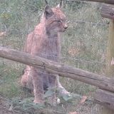 Wildpark Johannismühle in Klasdorf Stadt Baruth in der Mark