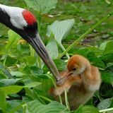 Weltvogelpark Vogelpark Walsrode GmbH in Walsrode