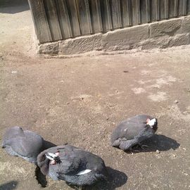 Perlhühner im Tierpark im Stadtpark