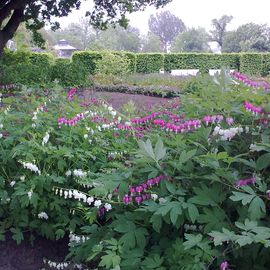 Tr&auml;nende Herzen im Rosengarten