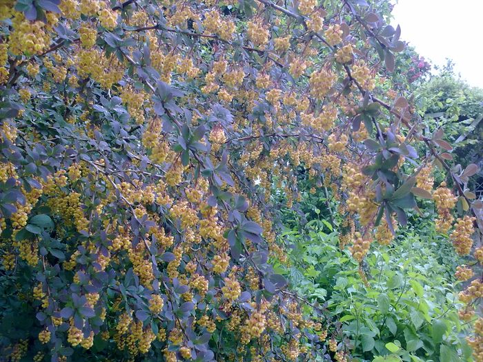 Blühende Berberitze im Rosengarten