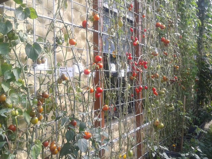 Wandspalier mit Tomaten
