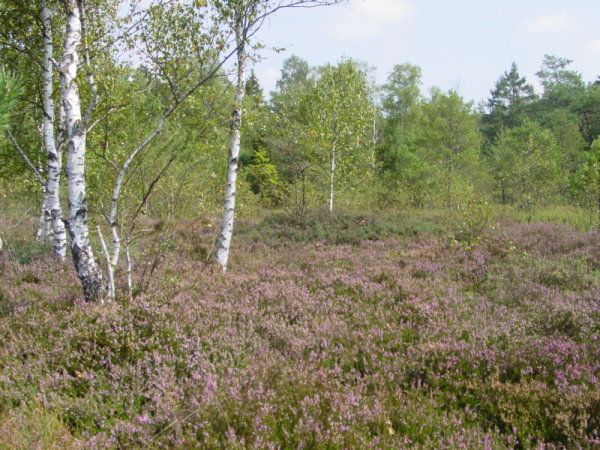 Naturschutzgebiet Haspelmoor