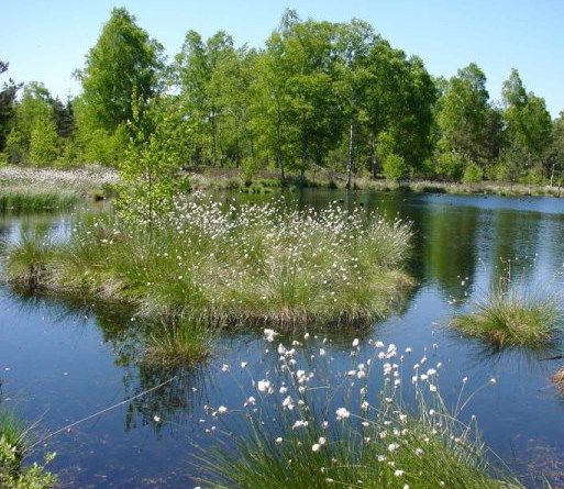 Naturschutzgebiet Haspelmoor