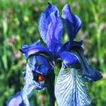 Blüte der sibirischen Iris im Eriskircher Ried