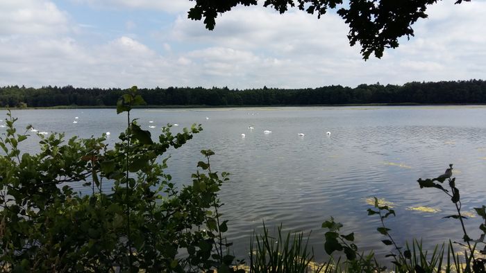 Eine riesige Ansammlung von Schwänen im See an der 10 km Wanderstrecke.