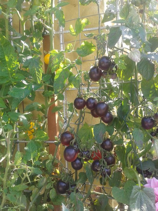 Eine der vielen Tomatenraritäten