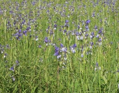 Eriskircher Irisblüte