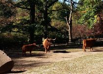 Bild zu Tiergarten Nürnberg