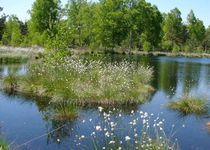 Bild zu Naturwanderfreunde Haspelmoor e.V.