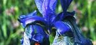 Bild zu Irisblüte im Eriskircher Ried