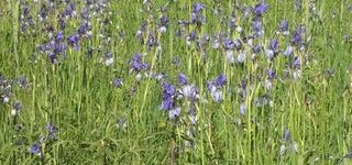 Bild zu Irisblüte im Eriskircher Ried