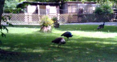 Verein "Vogelfreunde Villa" Munzinger - Vogeltierpark in Crailsheim