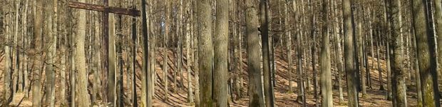 Bild zu Bestattungen in der Natur RuheForst Frankenhöhe