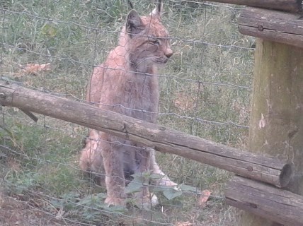 Luchs
(alex)