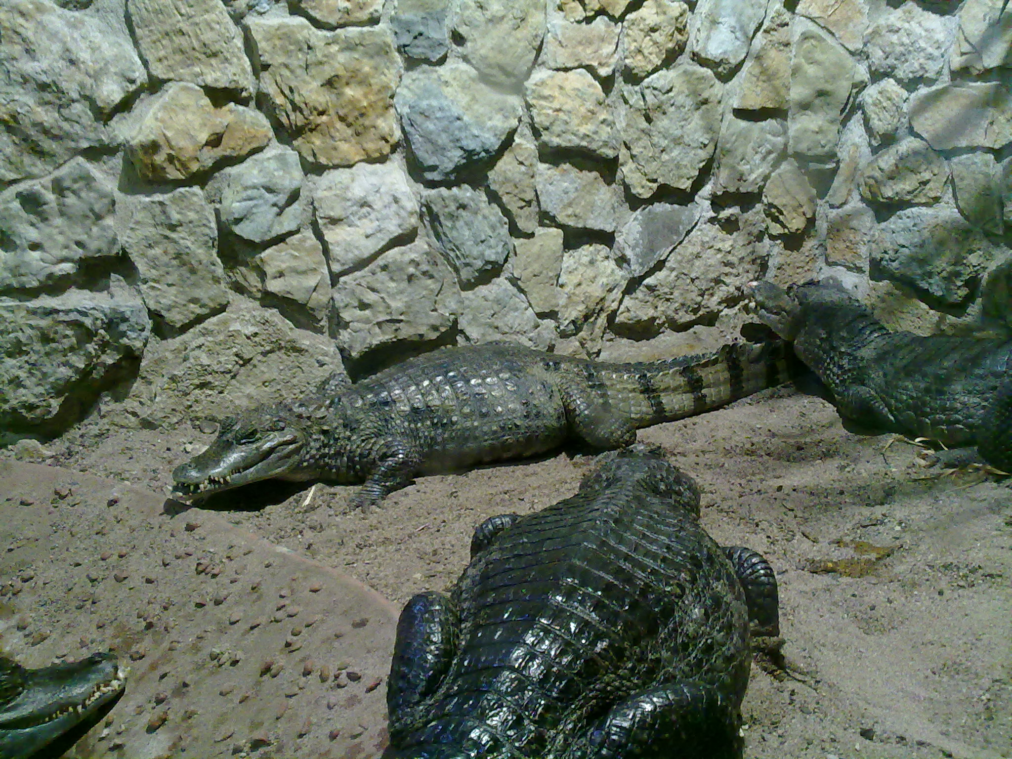 Krokodile in Zella-Mehlis