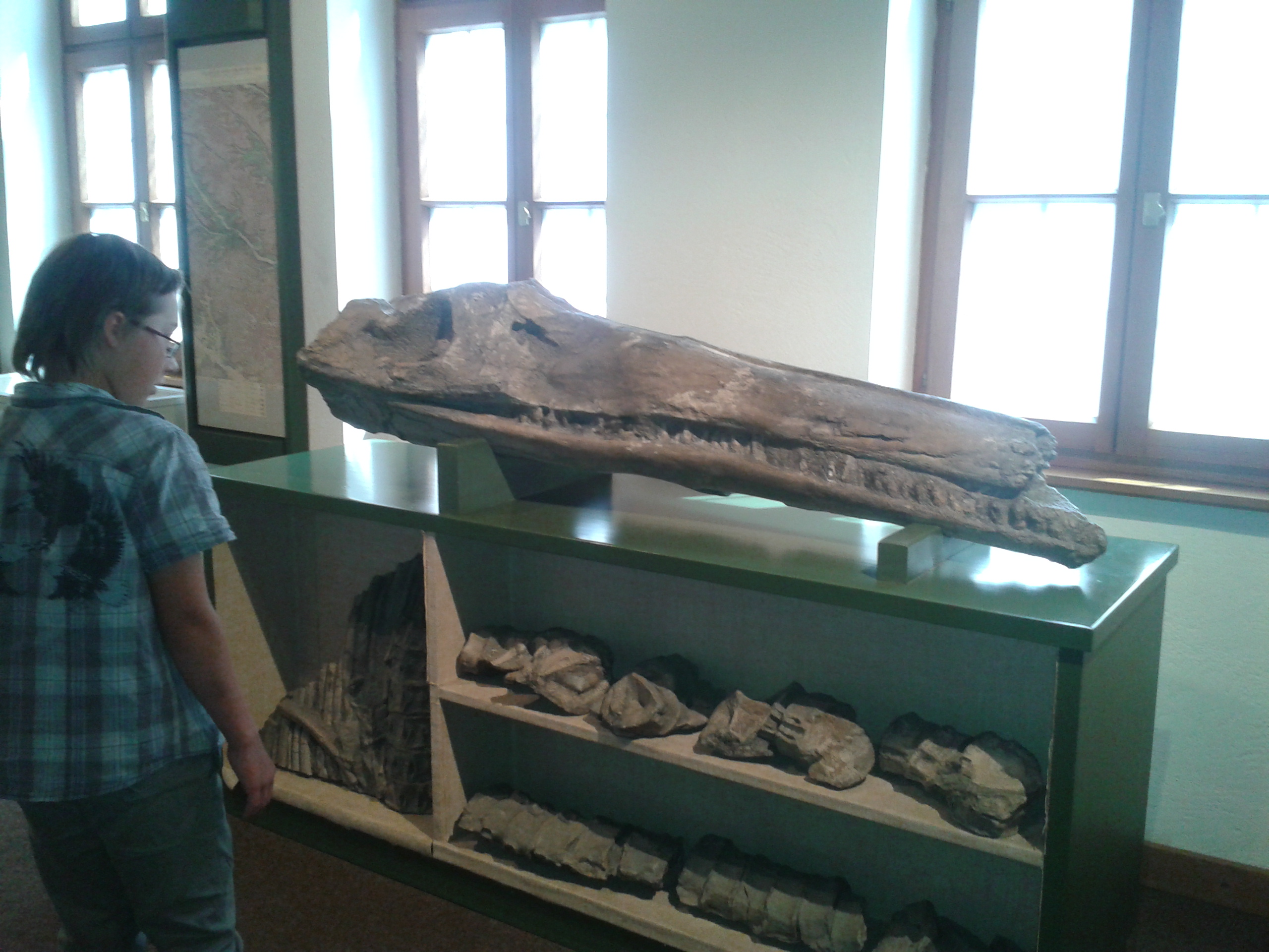 Versteinerter Kopf des Ichthyosauriers