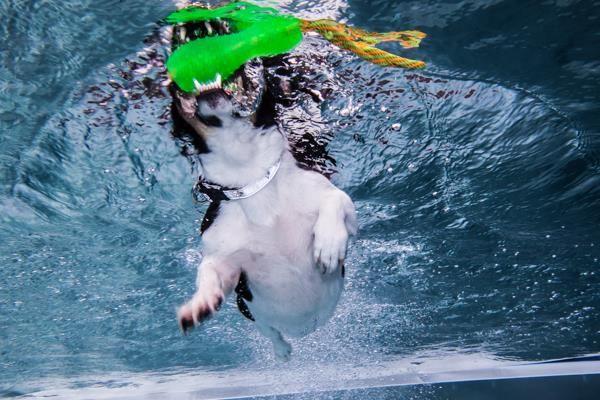 Hundewoodstock im Freibad Hengstey.