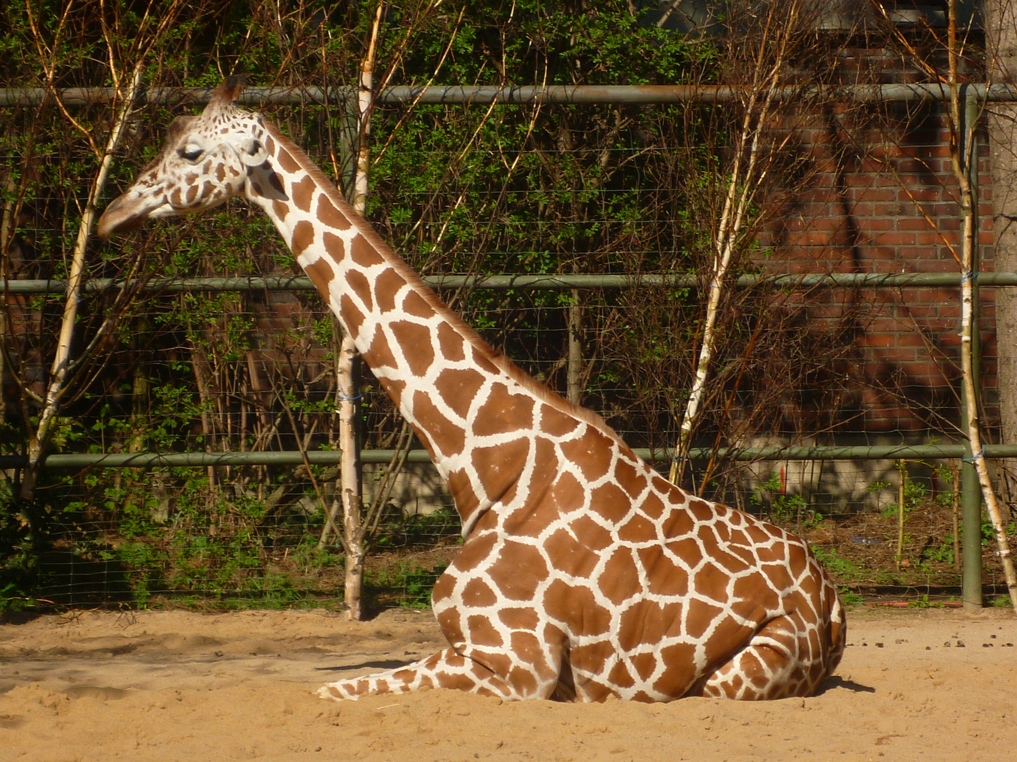 Bild 303 Zoologischer Garten Köln AG in Köln