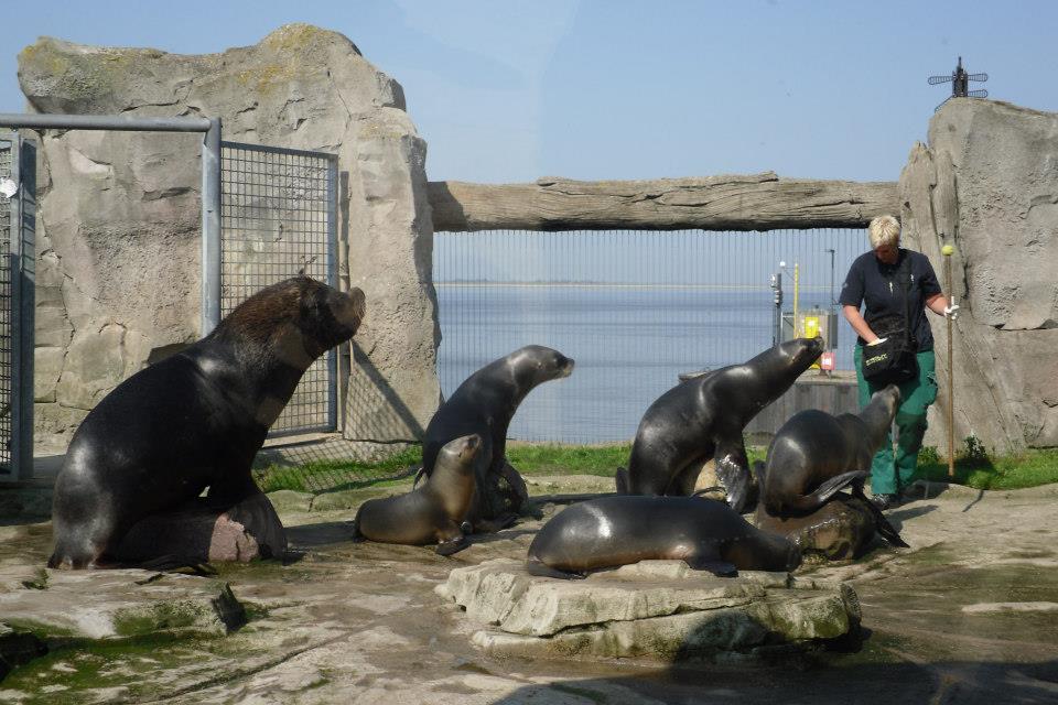 Fütterung durch eine der excellenten Tierpflegerinnen des "Zoos am Meer"