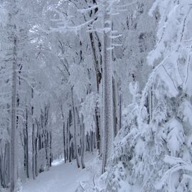 Winterwald auf dem Großen Inselsberg