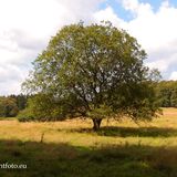 Stilleking in Lüdenscheid