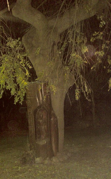 Der mystische Baum neben dem Kircheneingang - nachts nach meinem Konzert in St. Vitus