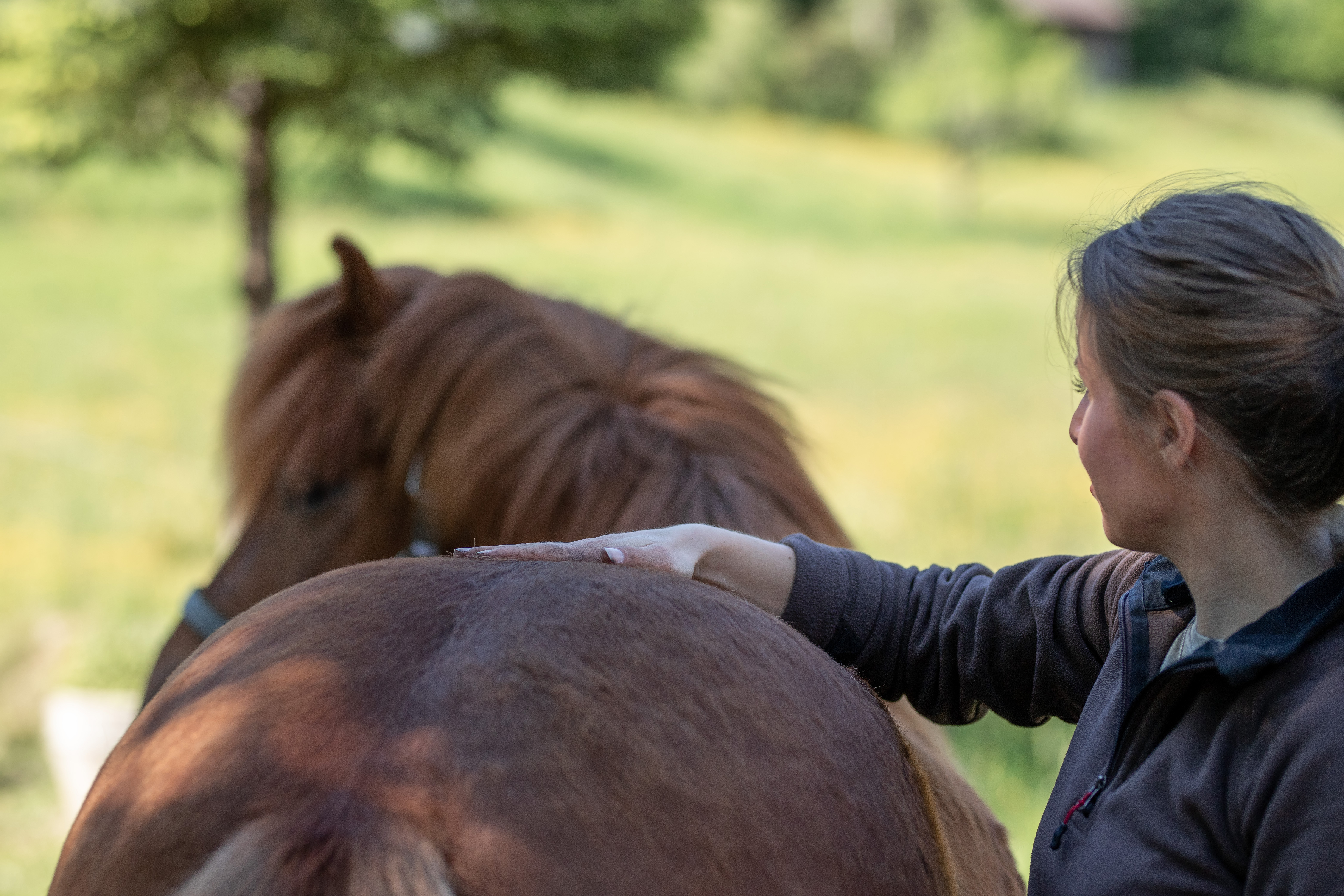 Bild 1 Tierphysiotherapie- Pferdeosteopathie- Tierkommunikation Katrin lottes in Elzach