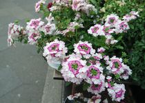 Bild zu Flower & More, Ihr Blumenhaus in Pempelfort