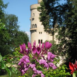 Es blüht am Schloss.