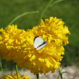 Gelbe Blumen mit weißem Schmetterling.