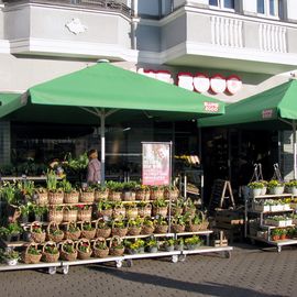 Blume 2000 in Berlin-Tegel im frühen Frühling 2019.