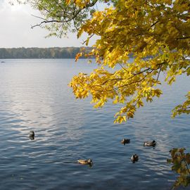 Herbstgold am Wasser des Tegeler Sees da.:)