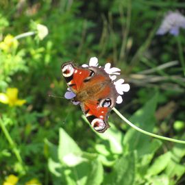 Schmetterling dort.