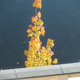 Blick aus dem Fenster zur Potsdamer Havel hin mit dem Rest vom Goldenen Herbst dort. 2016.