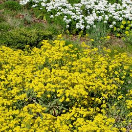 Im kleinen Garten oben.