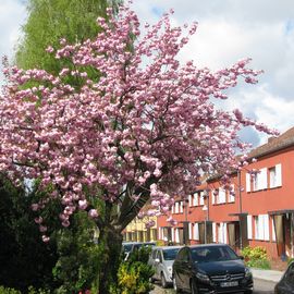 Freie Scholle zur Kirschblüte im April 2017.