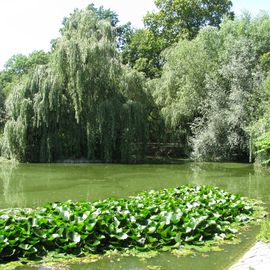 Stadtpark Steglitz in Berlin