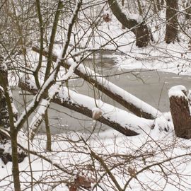 Tegeler Fließ im Januar 2016 bei Minus 8 Grad!!! Höhe Hemsdorfer Damm und Tegeler Forst!!!