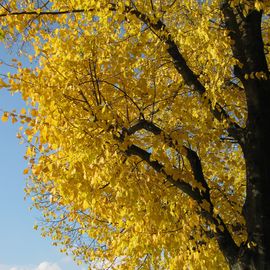 Hier leuchtet der Herbst 2016 in den Bäumen!!! :)