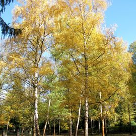 Herbstleuchten.