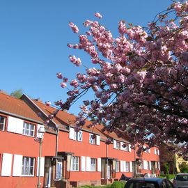 Neue Fotos mit Kirschblüte da vom Frühling 2016. :)