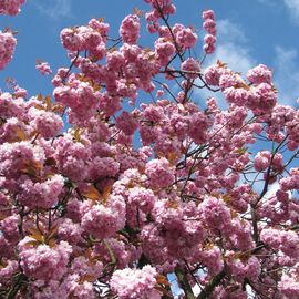 Kirschblüte dort.