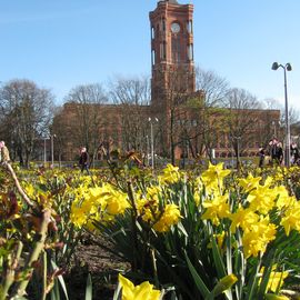 Das Rathaus im Frühling 2017. März. Mit Osterglocken.:)