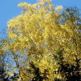 Goldenes Herbstlicht im Baum.