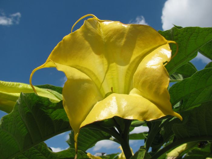 Blume auf dem Lustgarten.:)