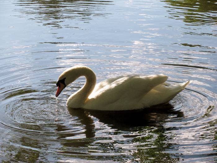 Gestatten: Mein Zuhause.:) Dein schöner Schwan!!! :)