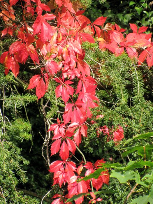 Herbstlaub 2019.