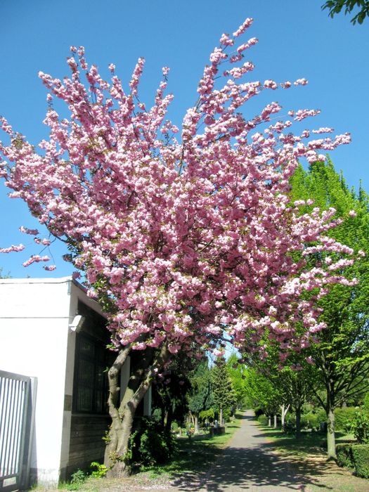 Kirschblüte am Nordweg da.