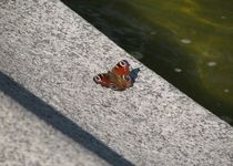 Bild zu Brunnenschale mit Fontäne am Ludwigkirchplatz